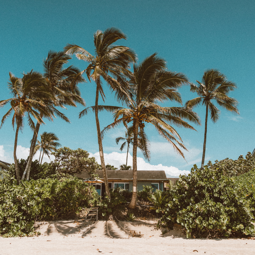 A beautiful scene of palm trees on a beach against a turquoise blue sky.