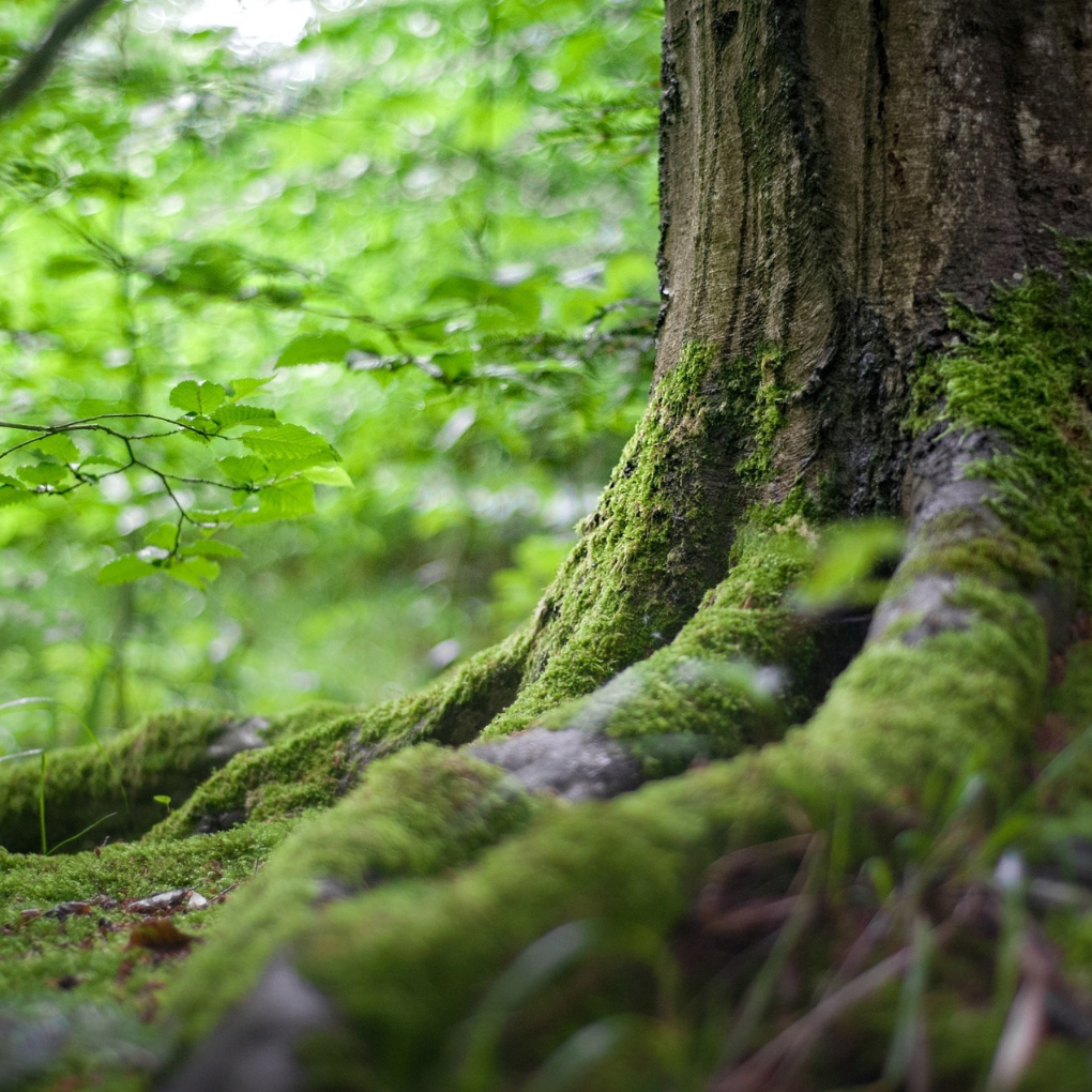 The mossy roots of a tree in the forest.